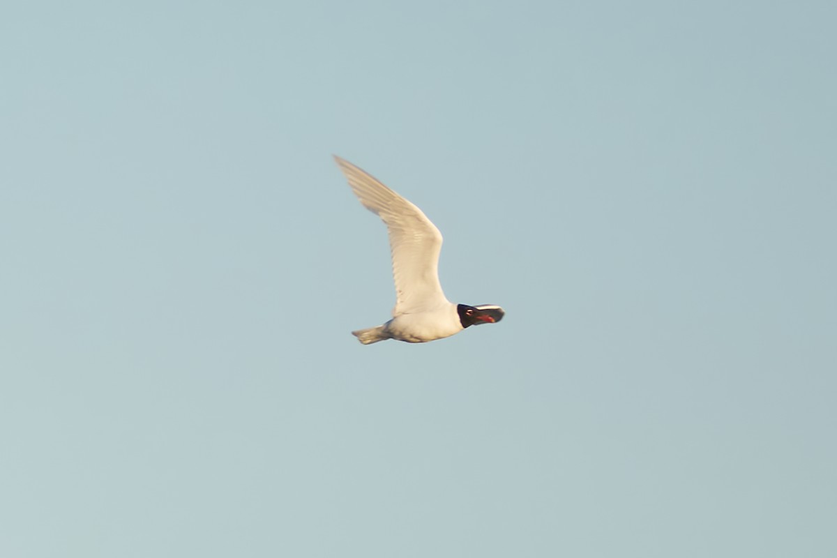 Mouette mélanocéphale - ML620755053