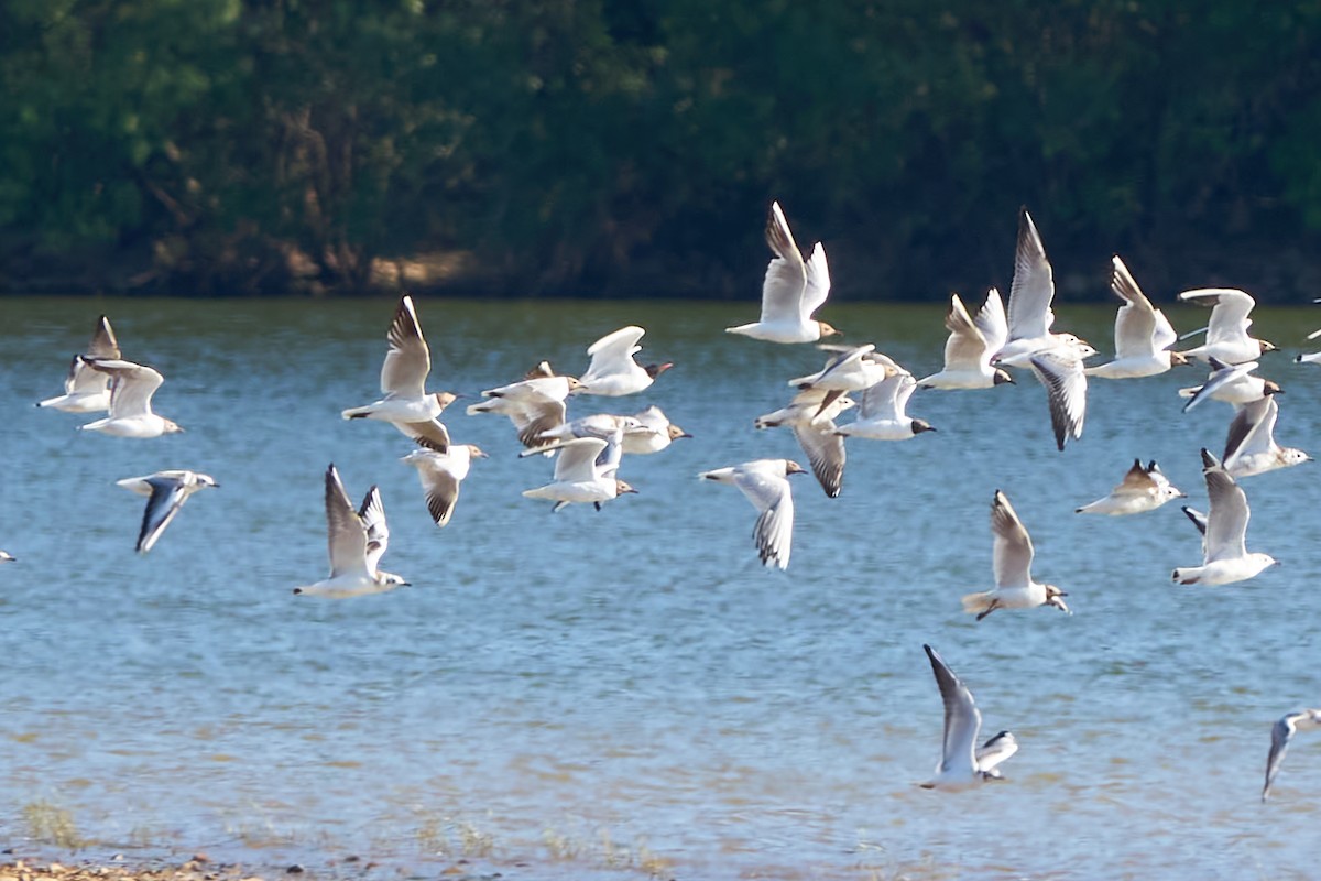 Mouette mélanocéphale - ML620755054