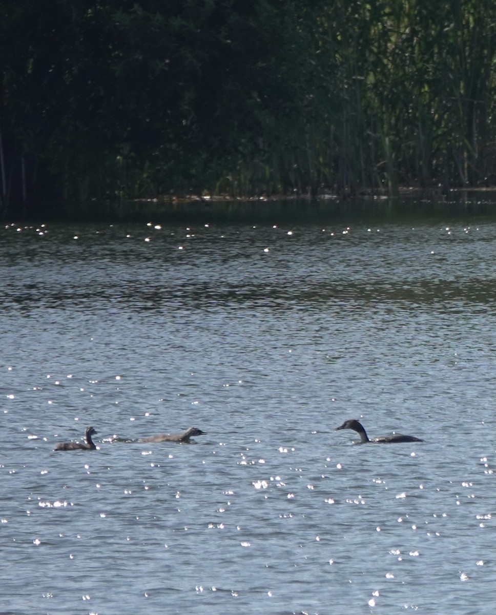 Great Crested Grebe - ML620755067