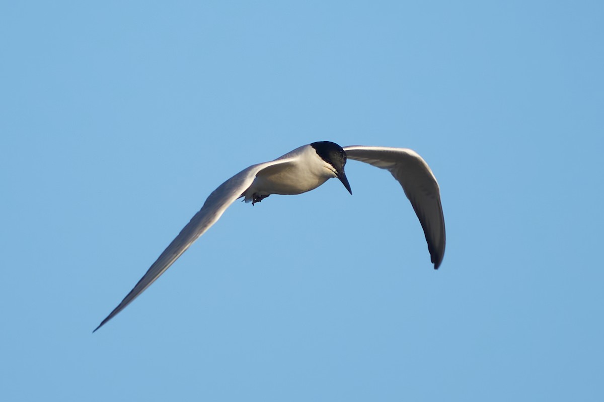 Gull-billed Tern - ML620755070