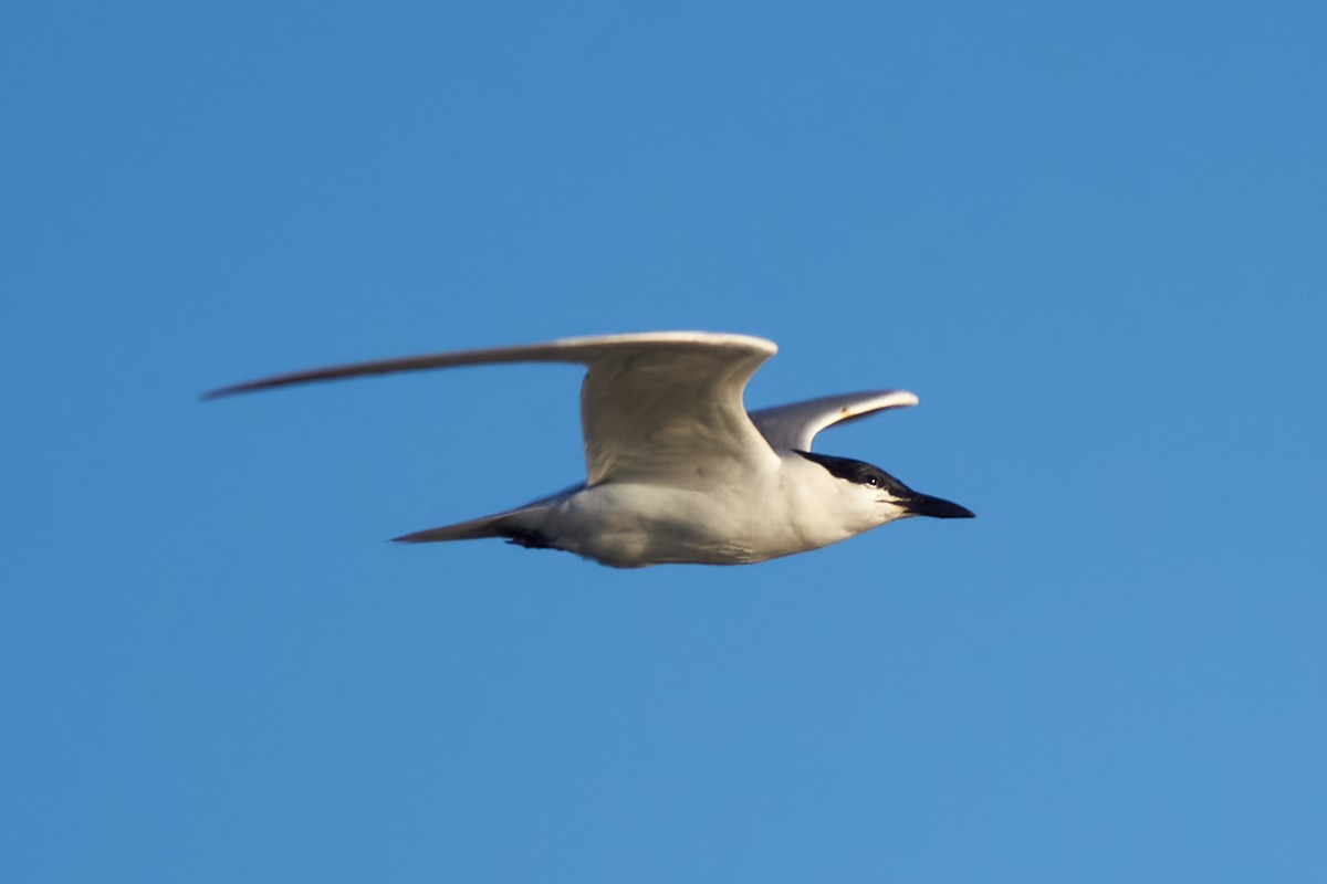 Gull-billed Tern - ML620755071