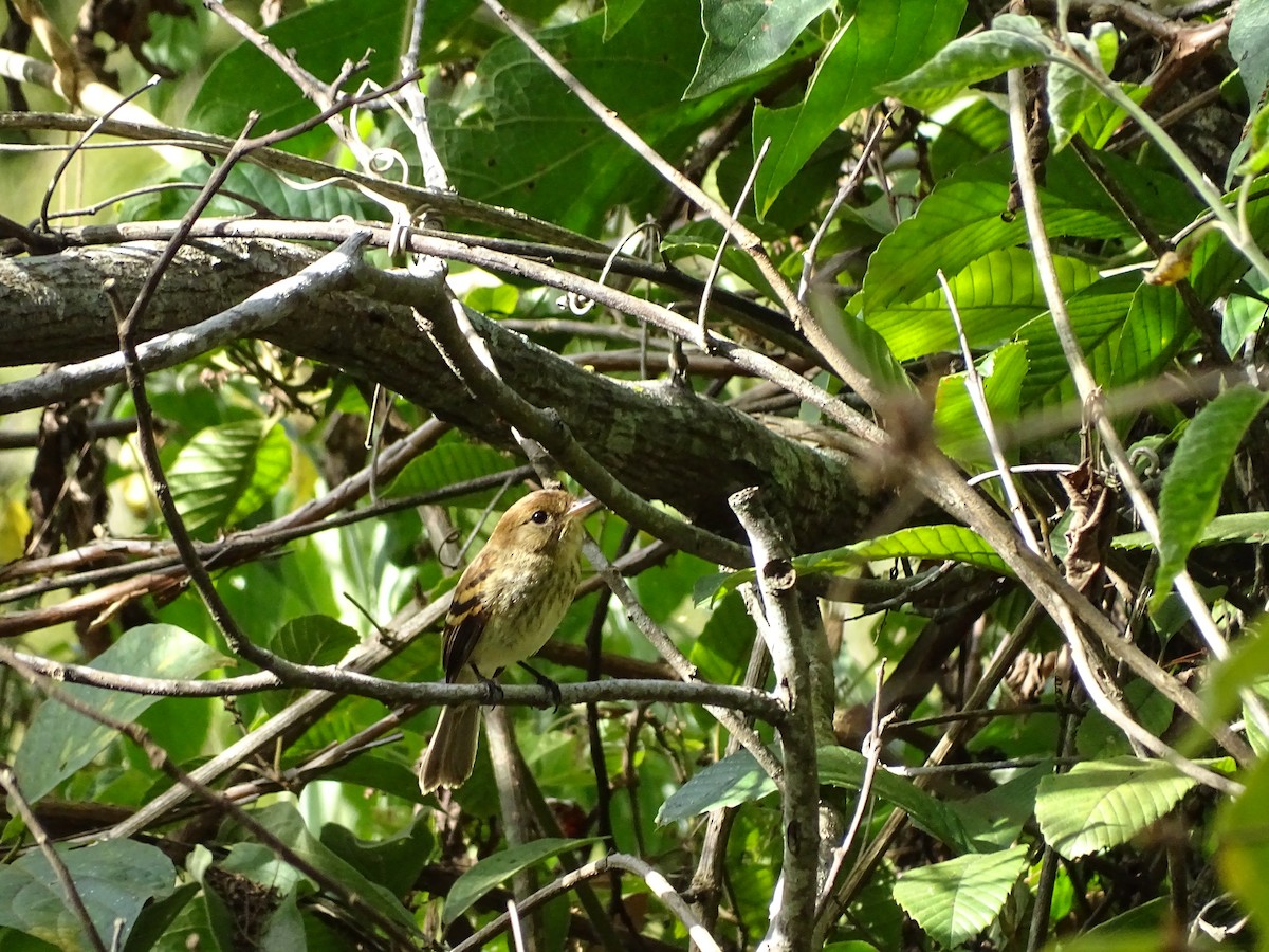 Bran-colored Flycatcher - ML620755073