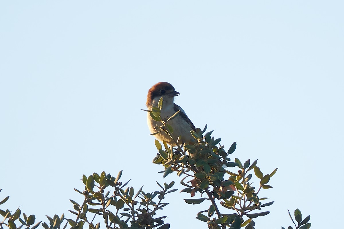 Woodchat Shrike - ML620755076