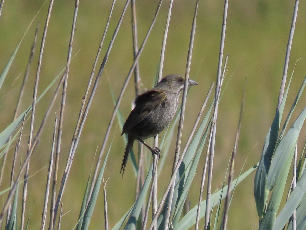 Seaside Sparrow - ML620755079