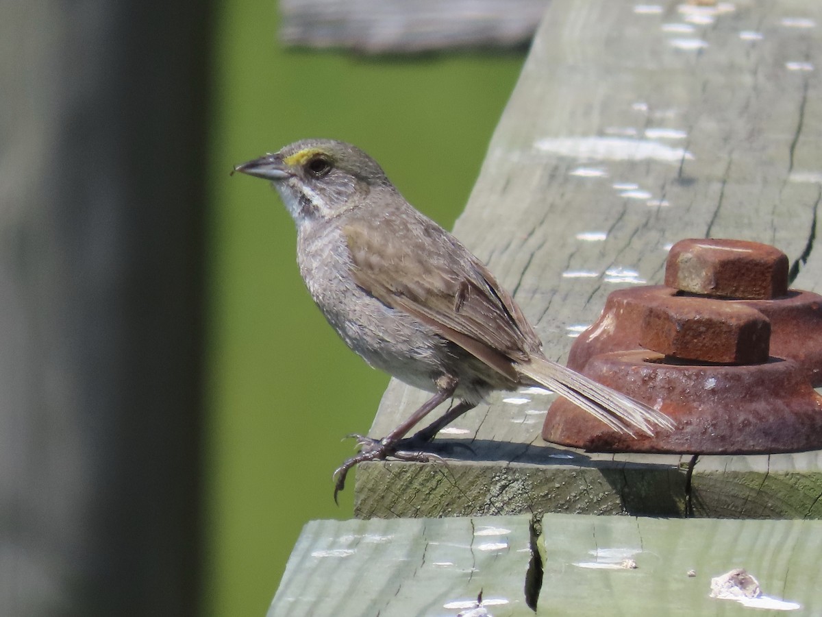 Seaside Sparrow - Joan & Eric Tell