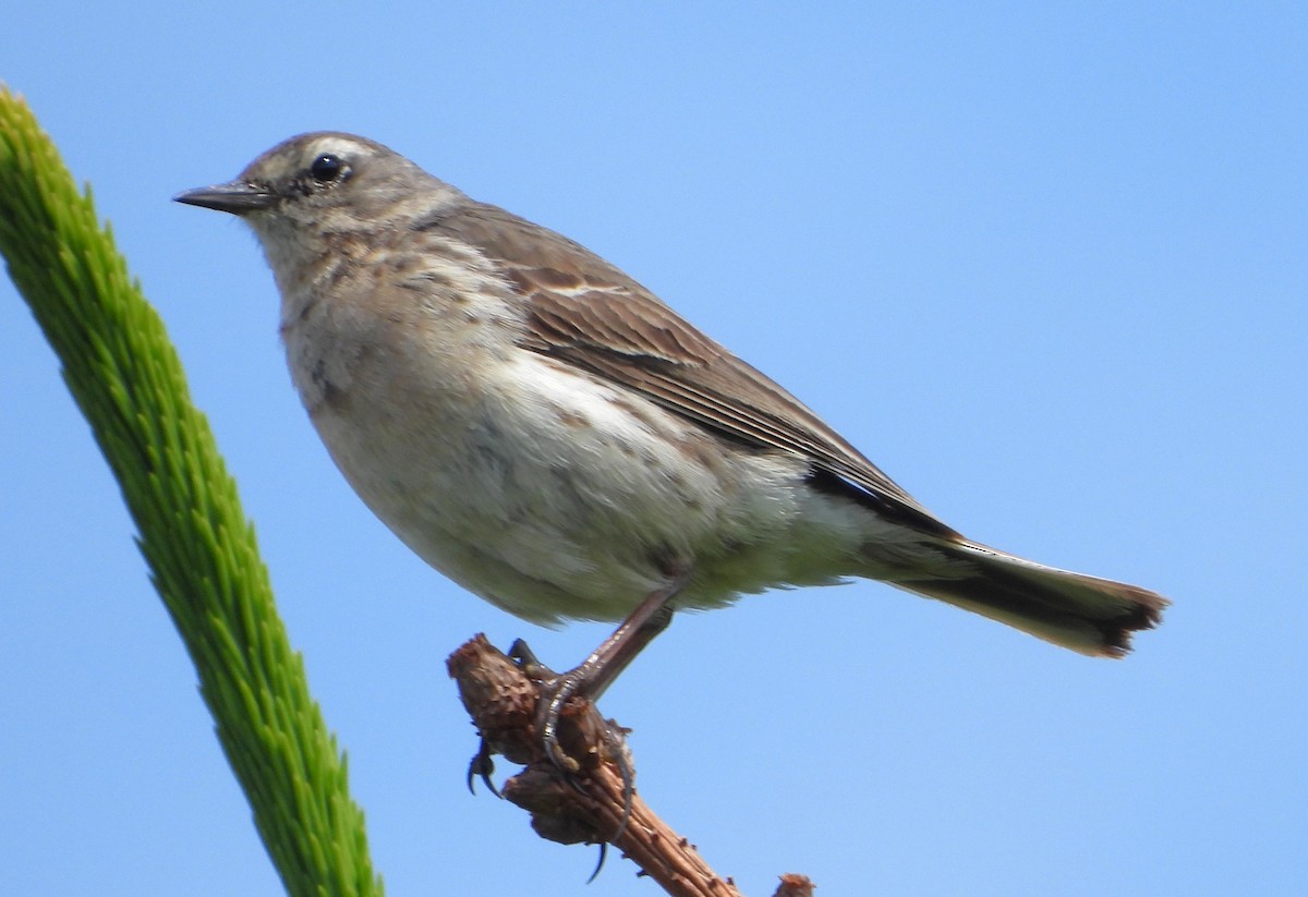 Water Pipit - ML620755088