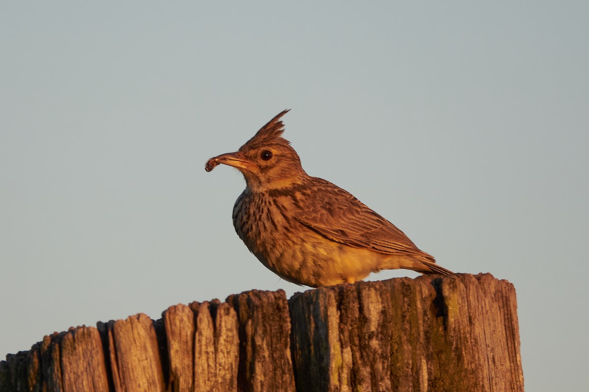 Crested Lark - Luis Manso