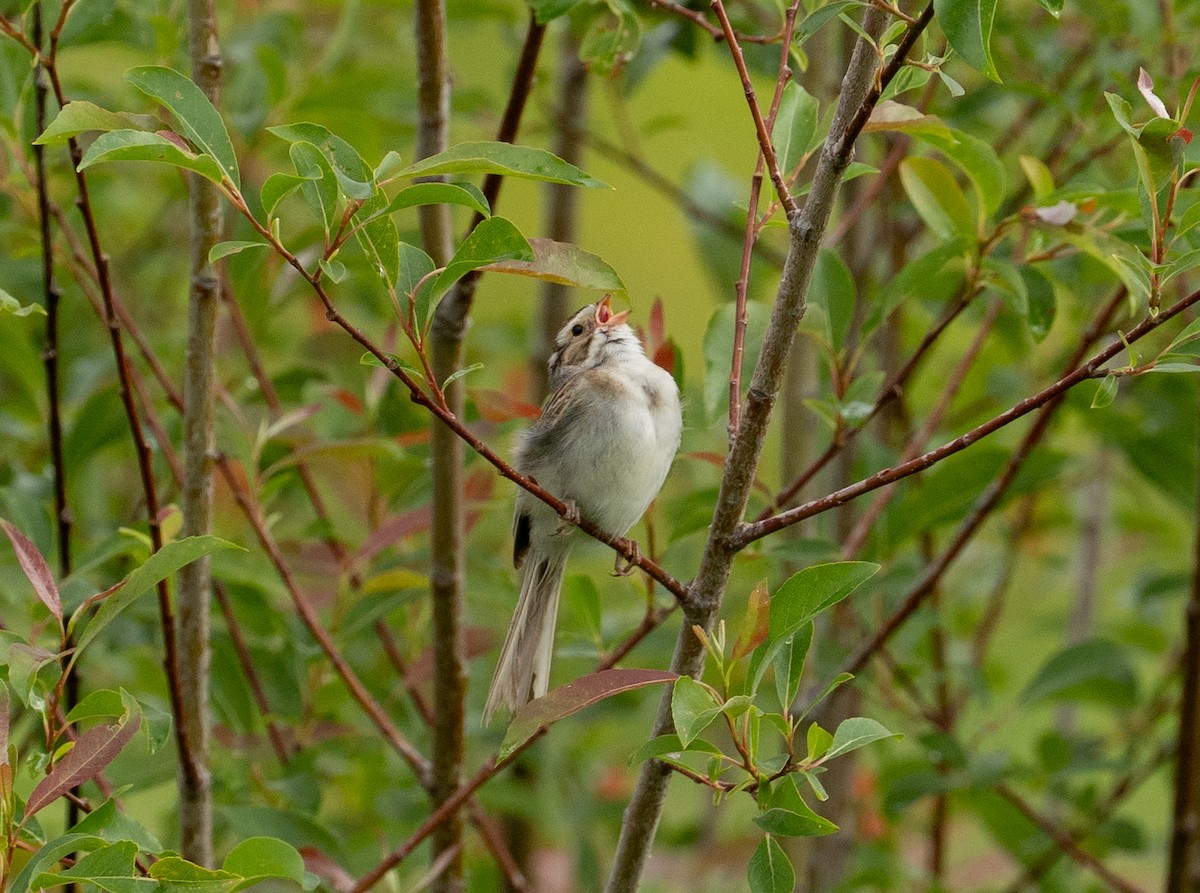 Clay-colored Sparrow - ML620755102