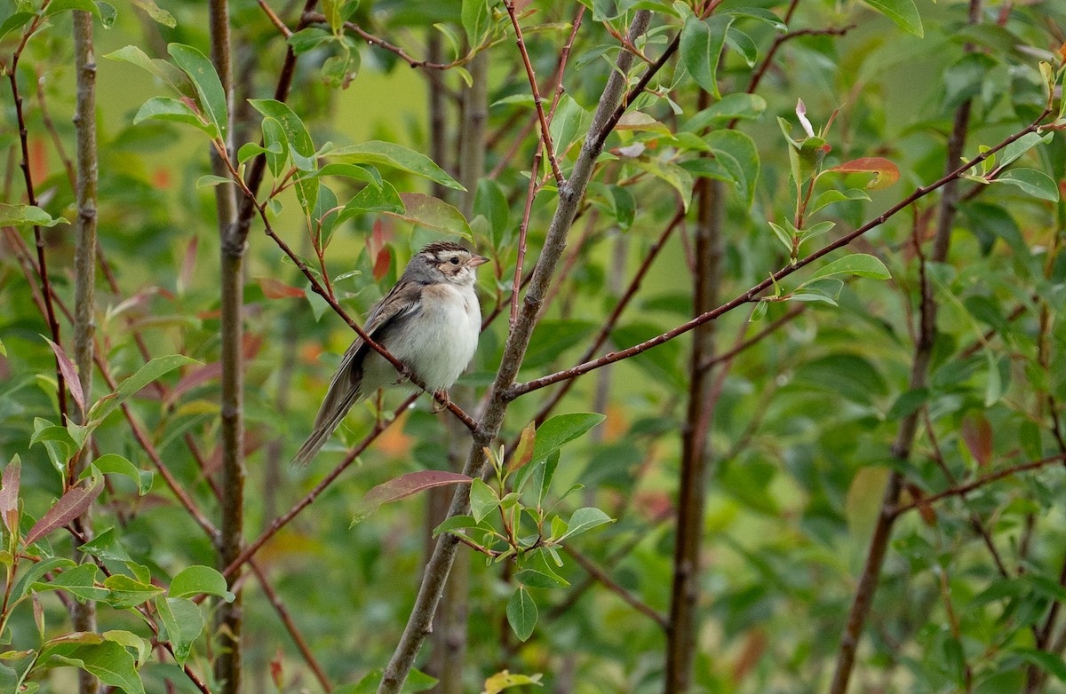 Clay-colored Sparrow - ML620755103