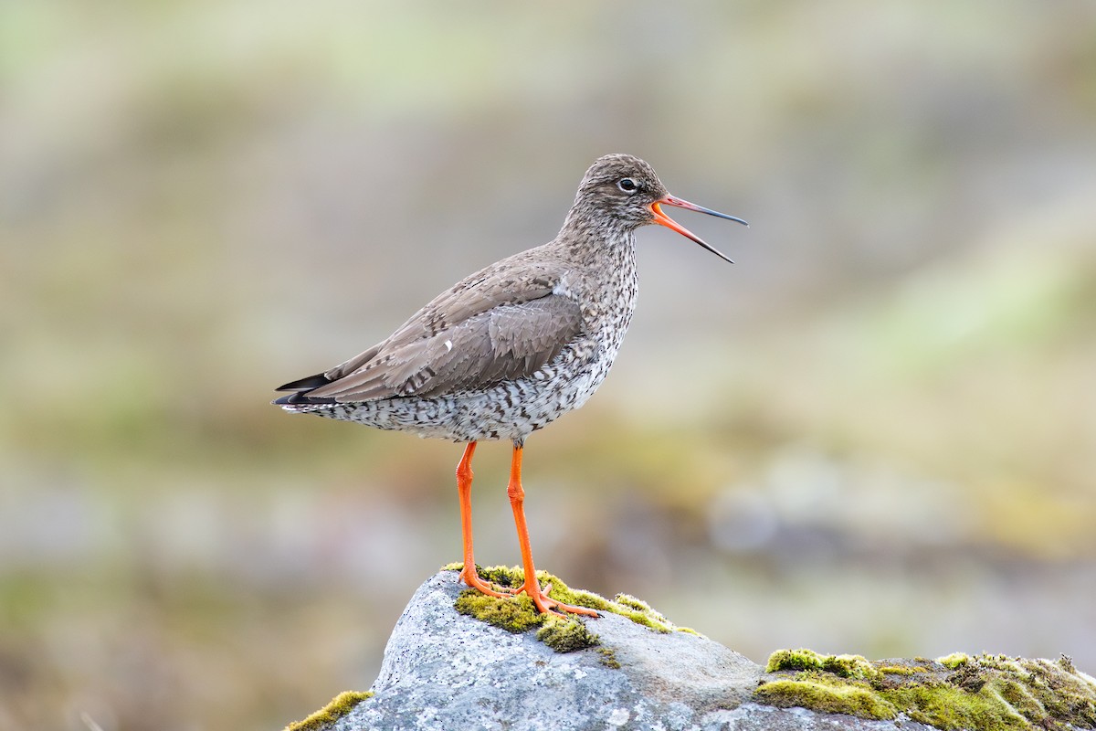 ביצנית לבנת-כנף - ML620755142