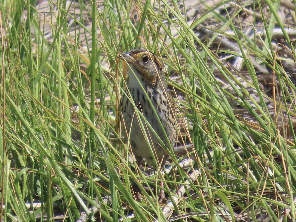 Saltmarsh Sparrow - ML620755145