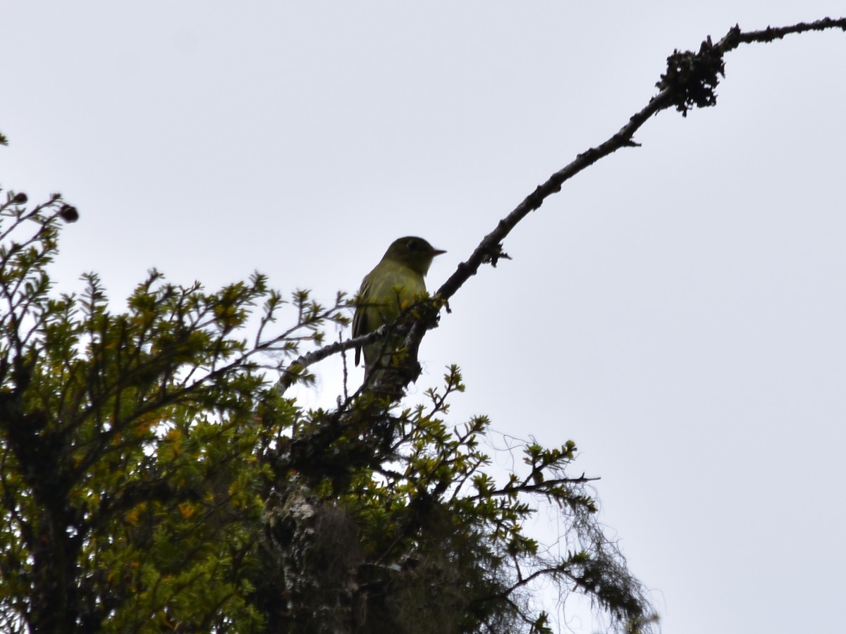 Moucherolle à ventre jaune - ML620755160