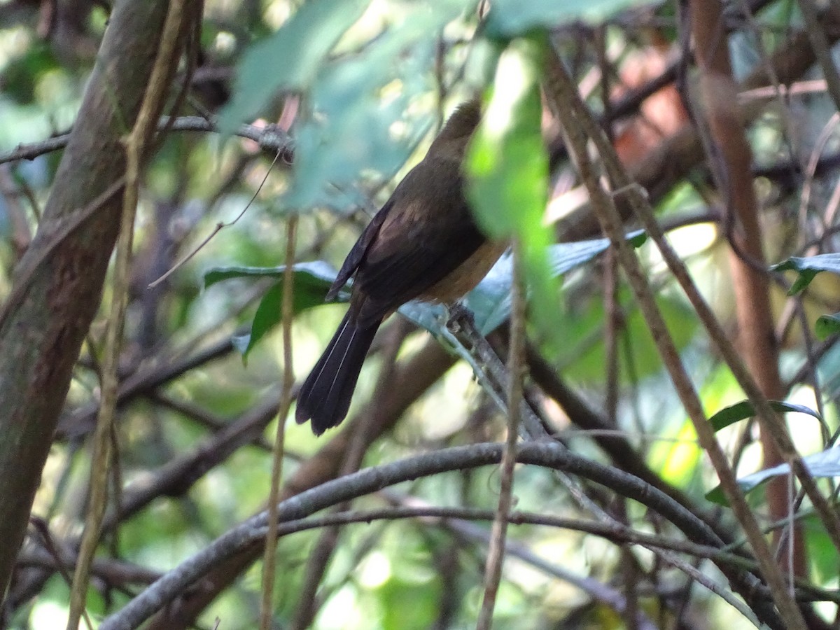 Black-goggled Tanager - ML620755186