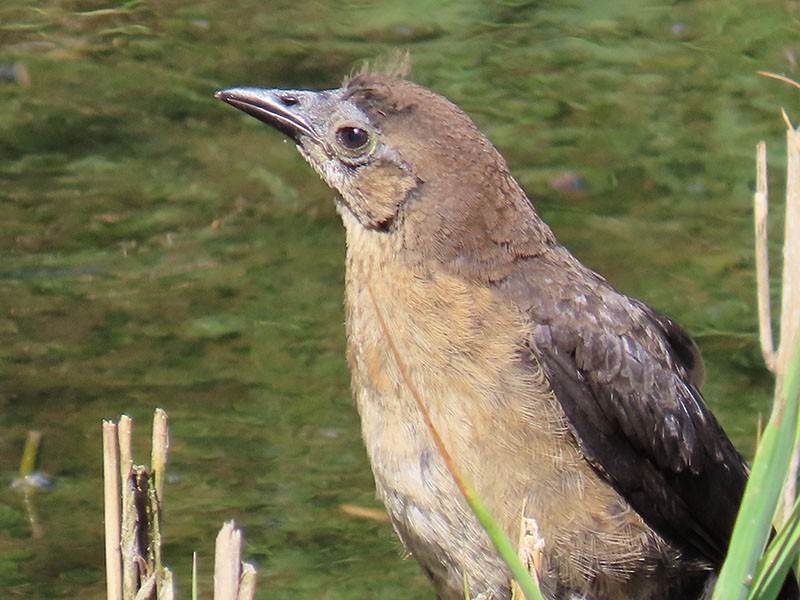 Boat-tailed Grackle - ML620755201