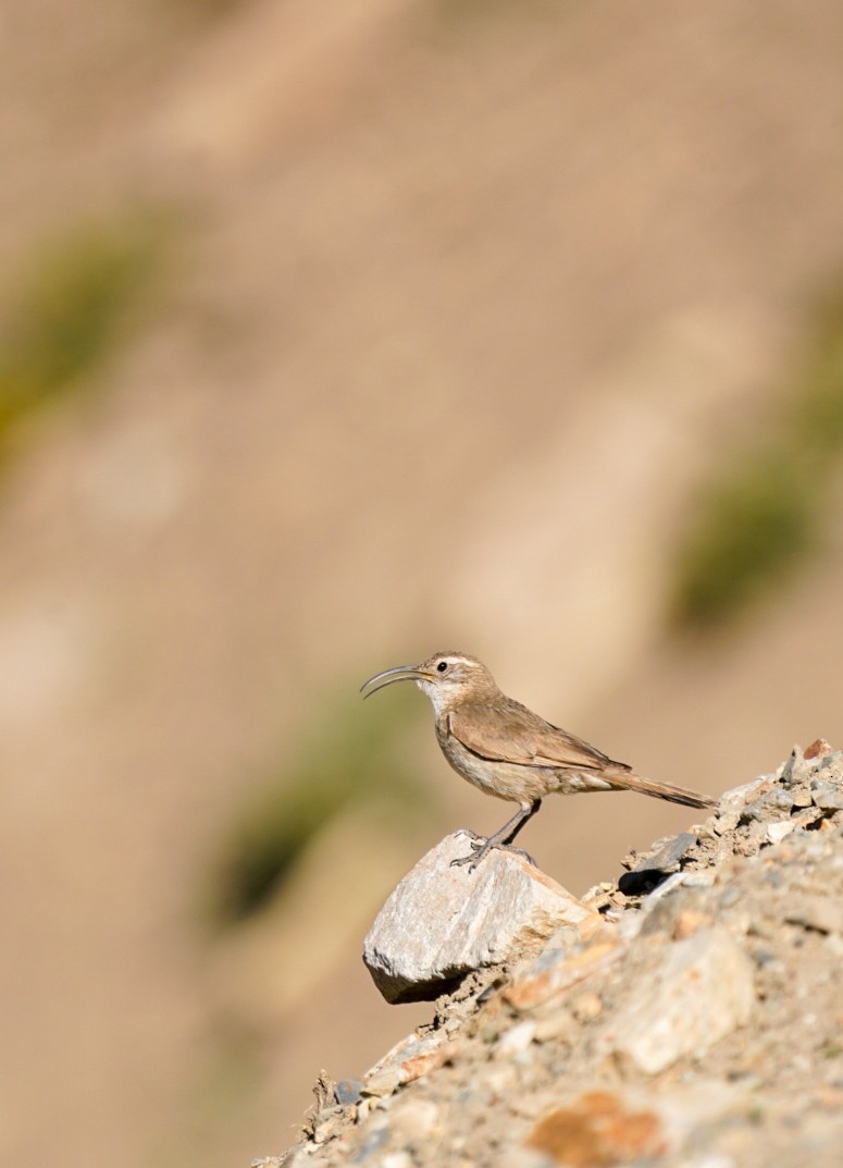 Scale-throated Earthcreeper - ML620755210