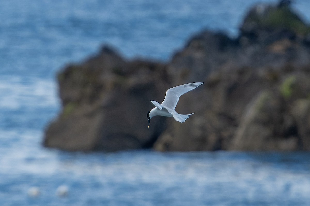 Sandwich Tern - ML620755229