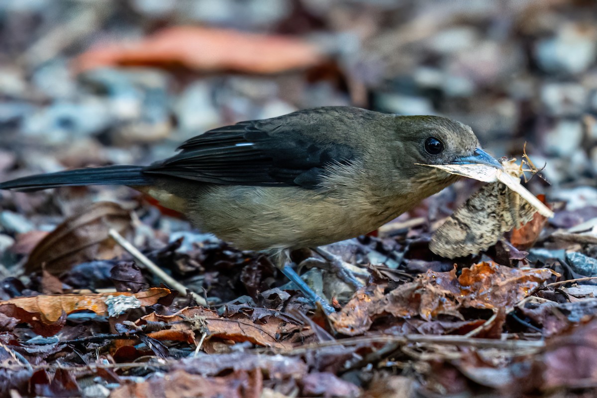 Black-goggled Tanager - ML620755235