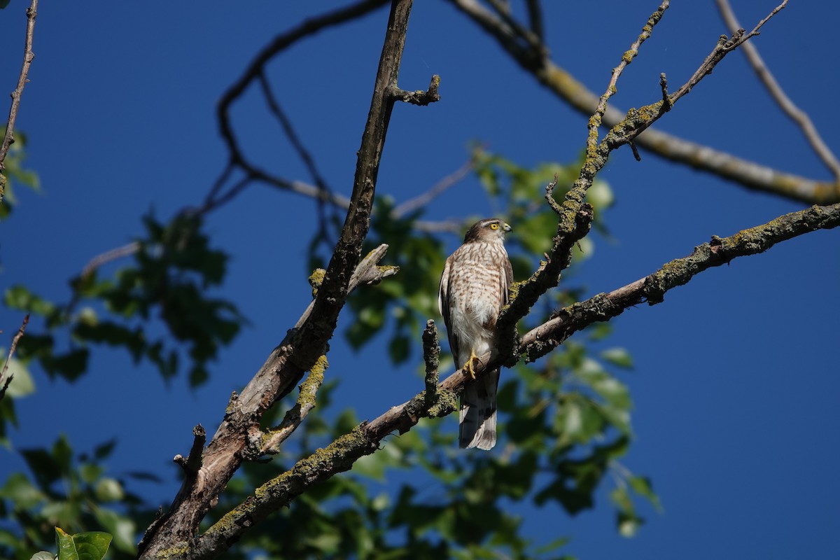 Eurasian Sparrowhawk - ML620755240