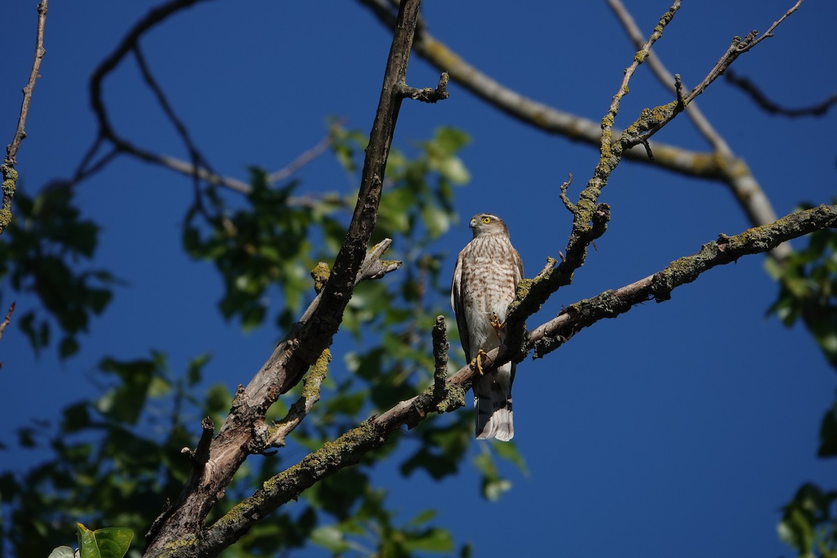 Eurasian Sparrowhawk - ML620755241