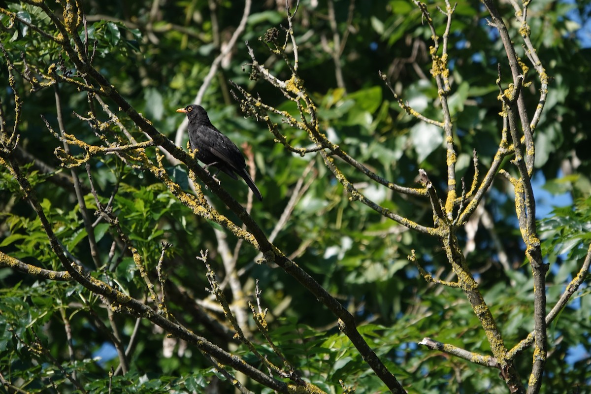 Eurasian Blackbird - ML620755250