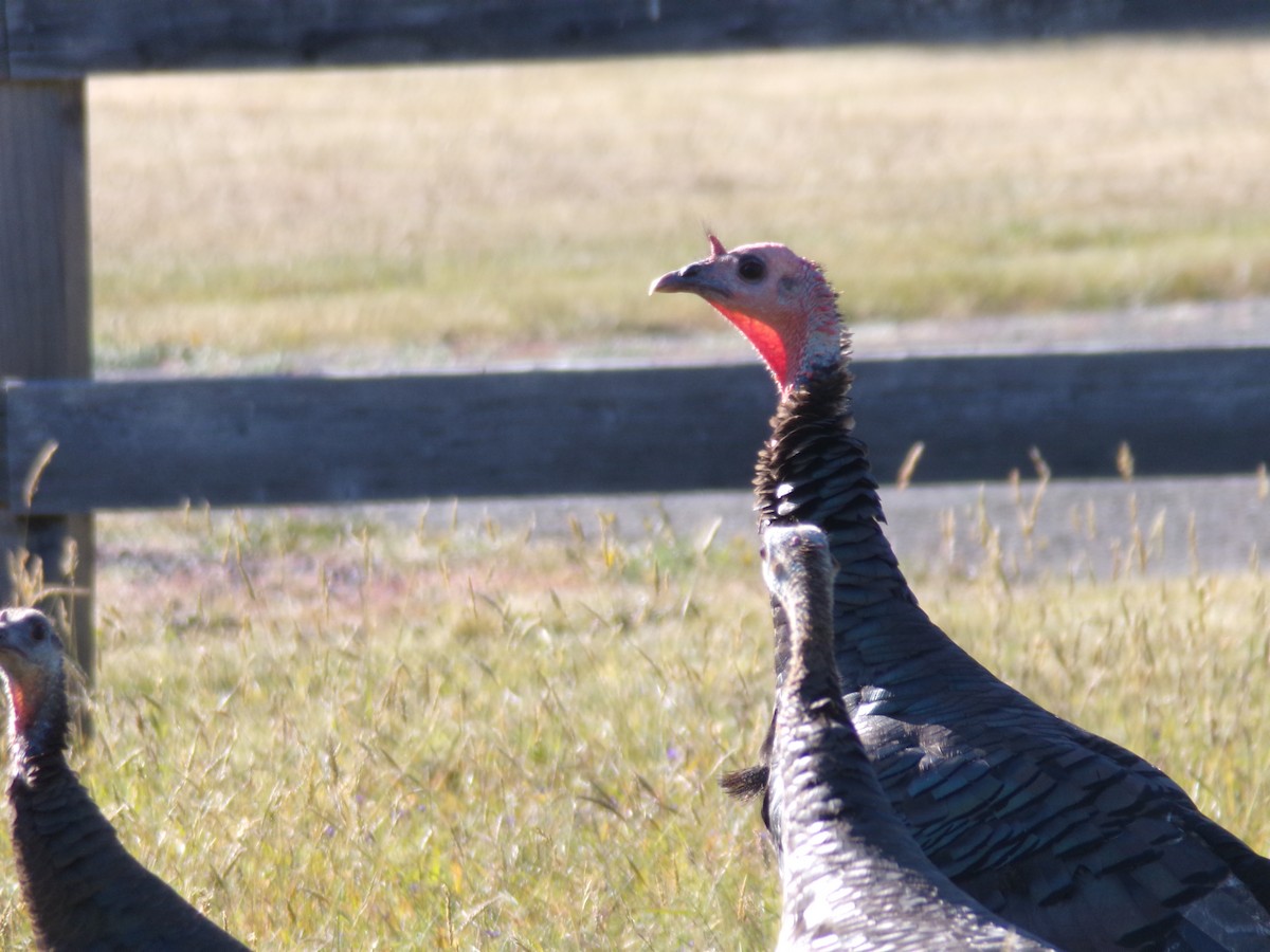 Wild Turkey - ML620755263