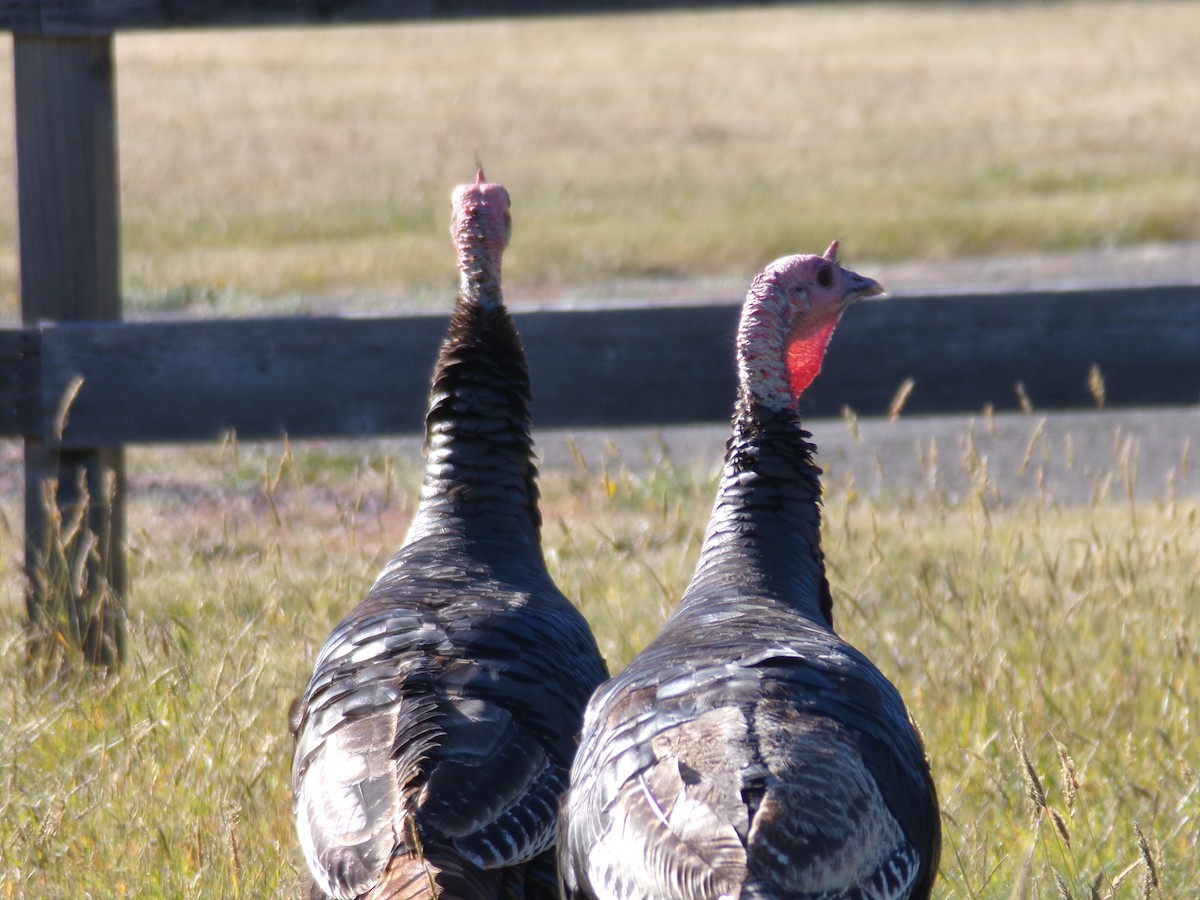 Wild Turkey - ML620755265