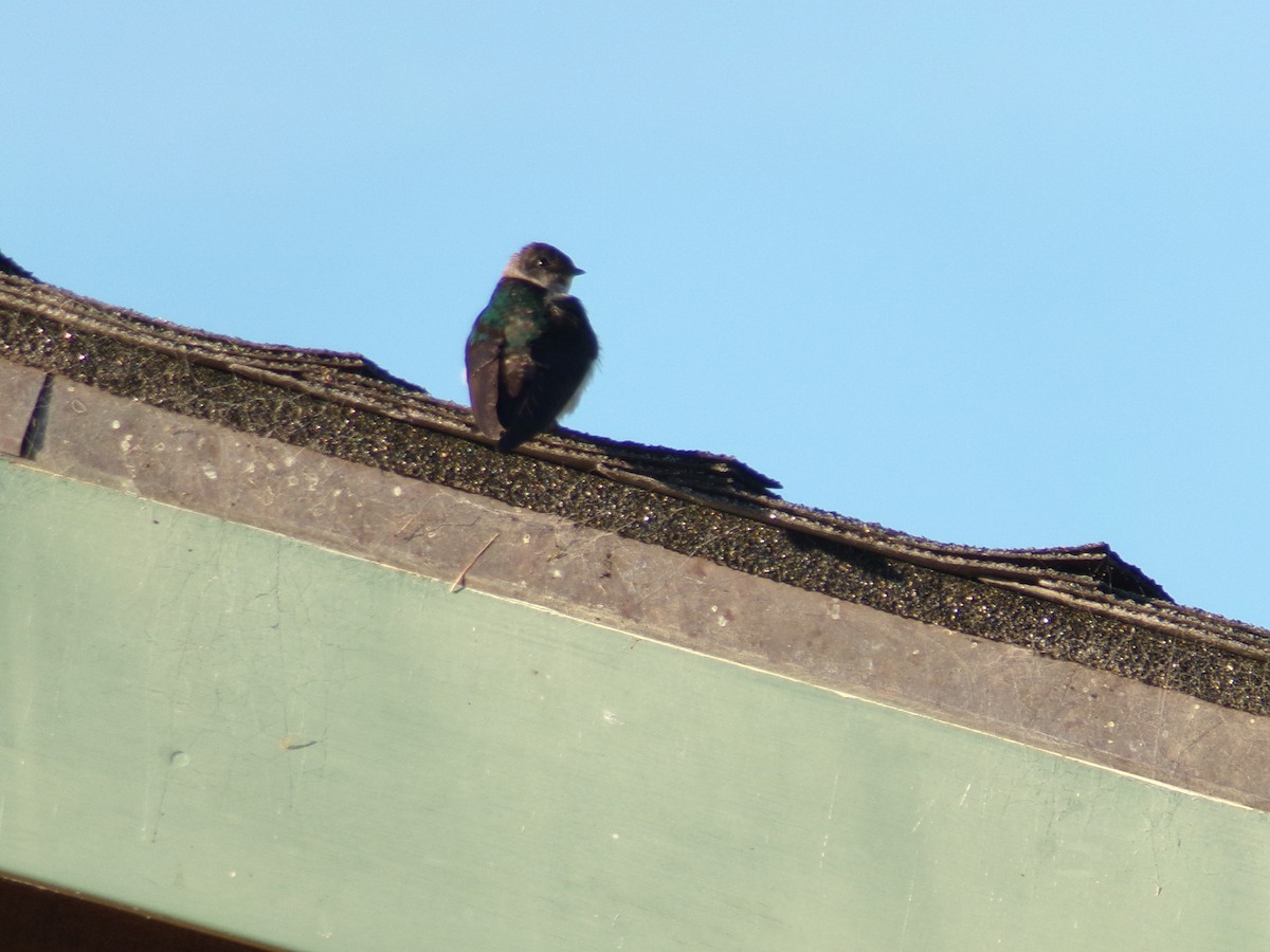Violet-green Swallow - ML620755279