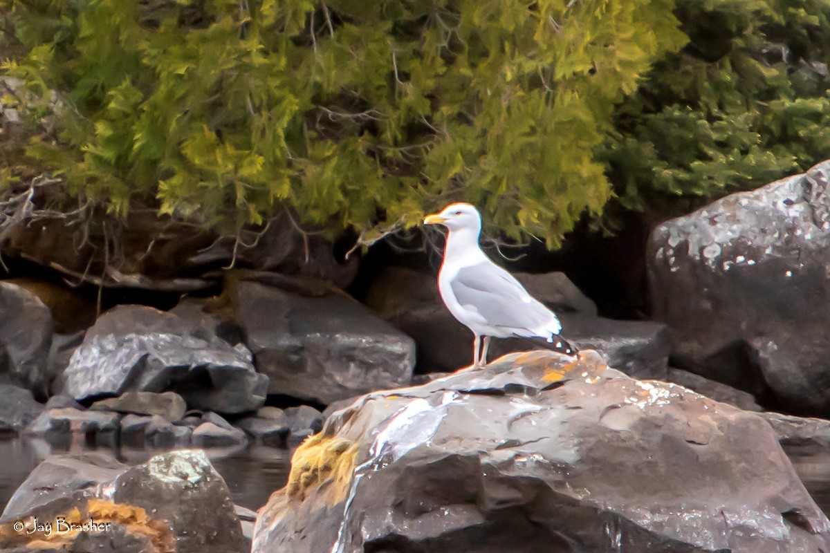 Gaviota Argéntea - ML620755288