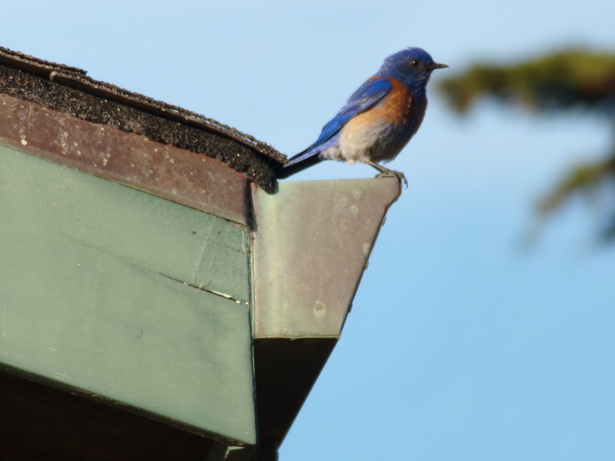 Western Bluebird - ML620755293