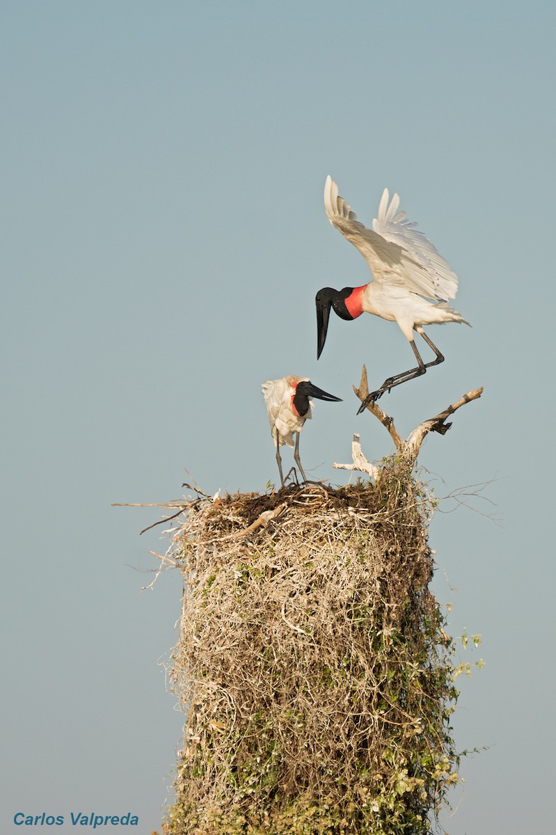 Wood Stork - Carlos Valpreda