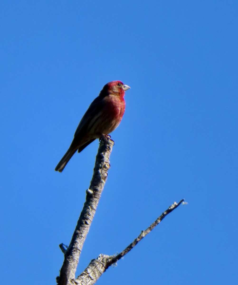 House Finch - ML620755313