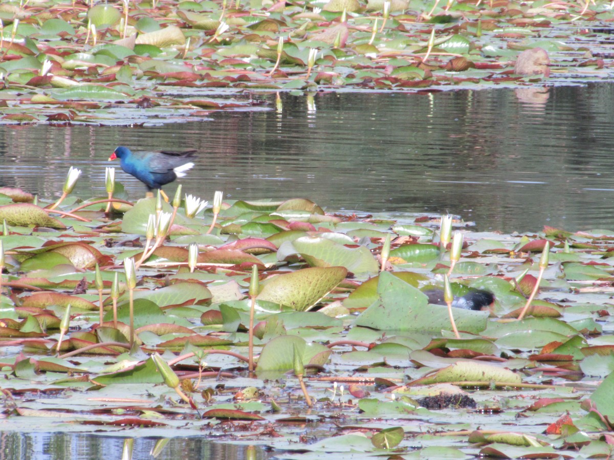 Purple Gallinule - ML620755314