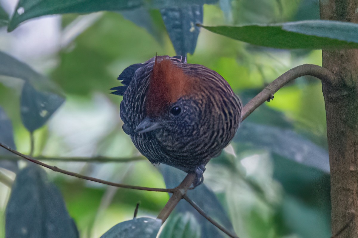 Tufted Antshrike - ML620755316