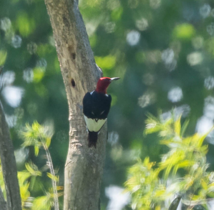 Pic à tête rouge - ML620755319