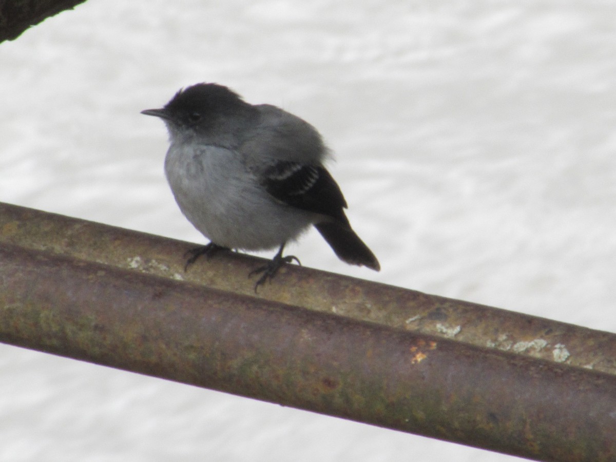 Torrent Tyrannulet - ML620755333