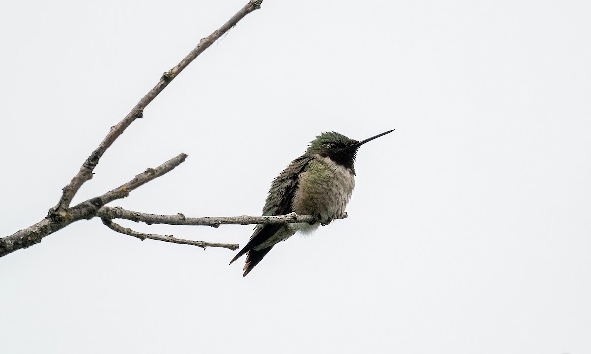 Ruby-throated Hummingbird - Yannick Fleury