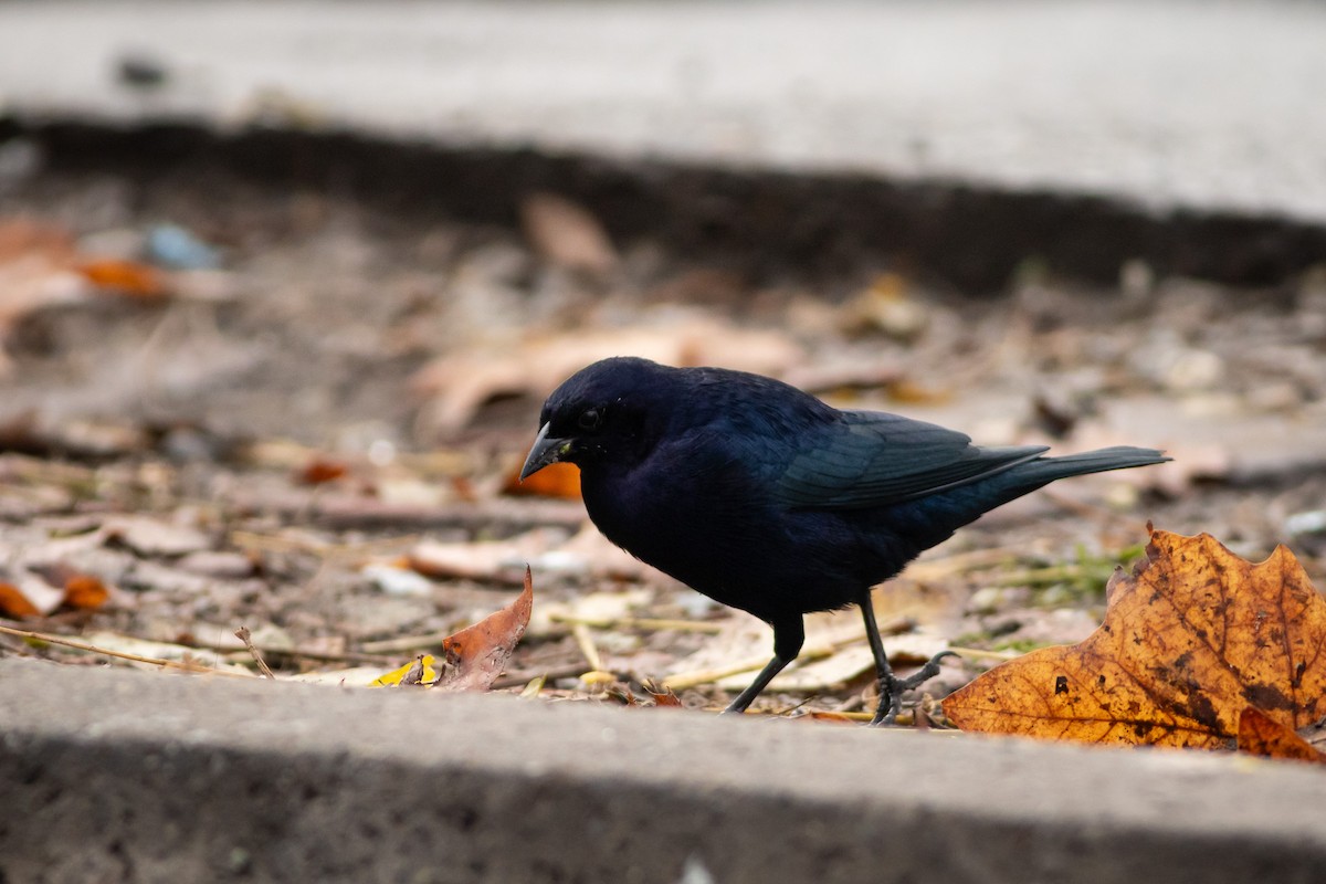 Shiny Cowbird - Ariel Cabrera Foix