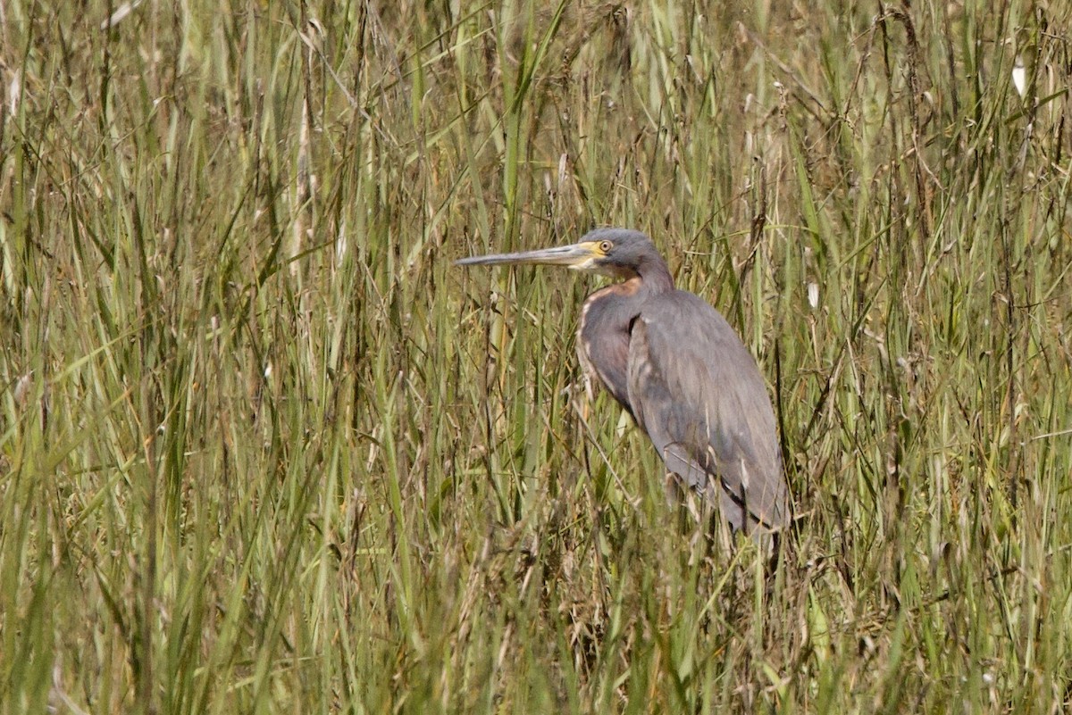 Tricolored Heron - ML620755375