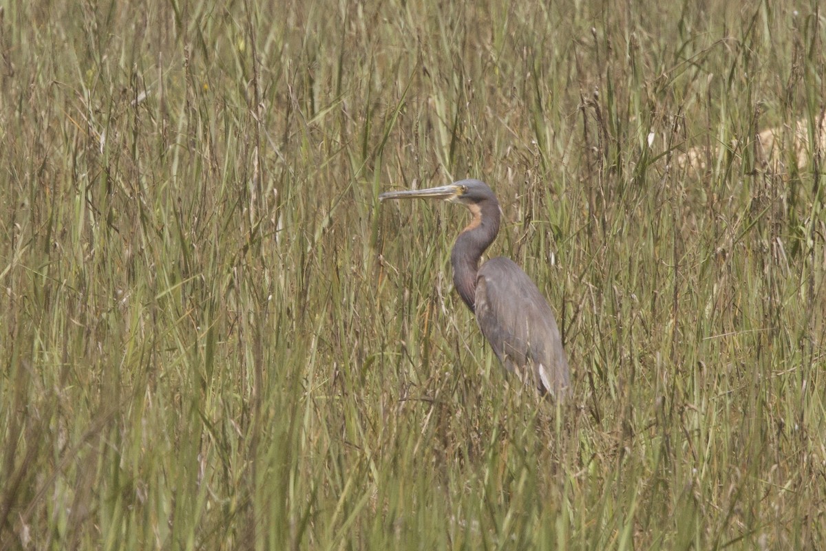 Tricolored Heron - ML620755376