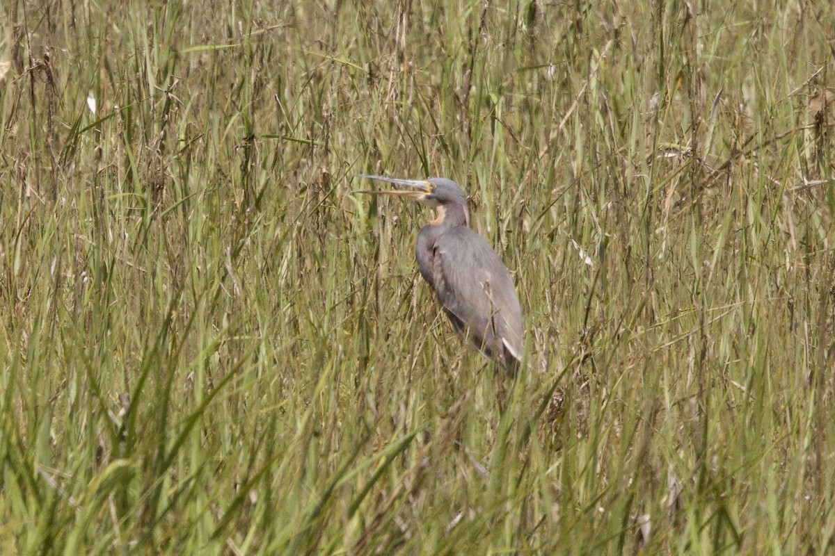 Tricolored Heron - John Bruin