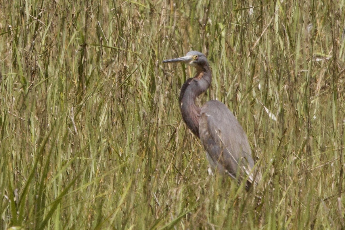 Tricolored Heron - John Bruin