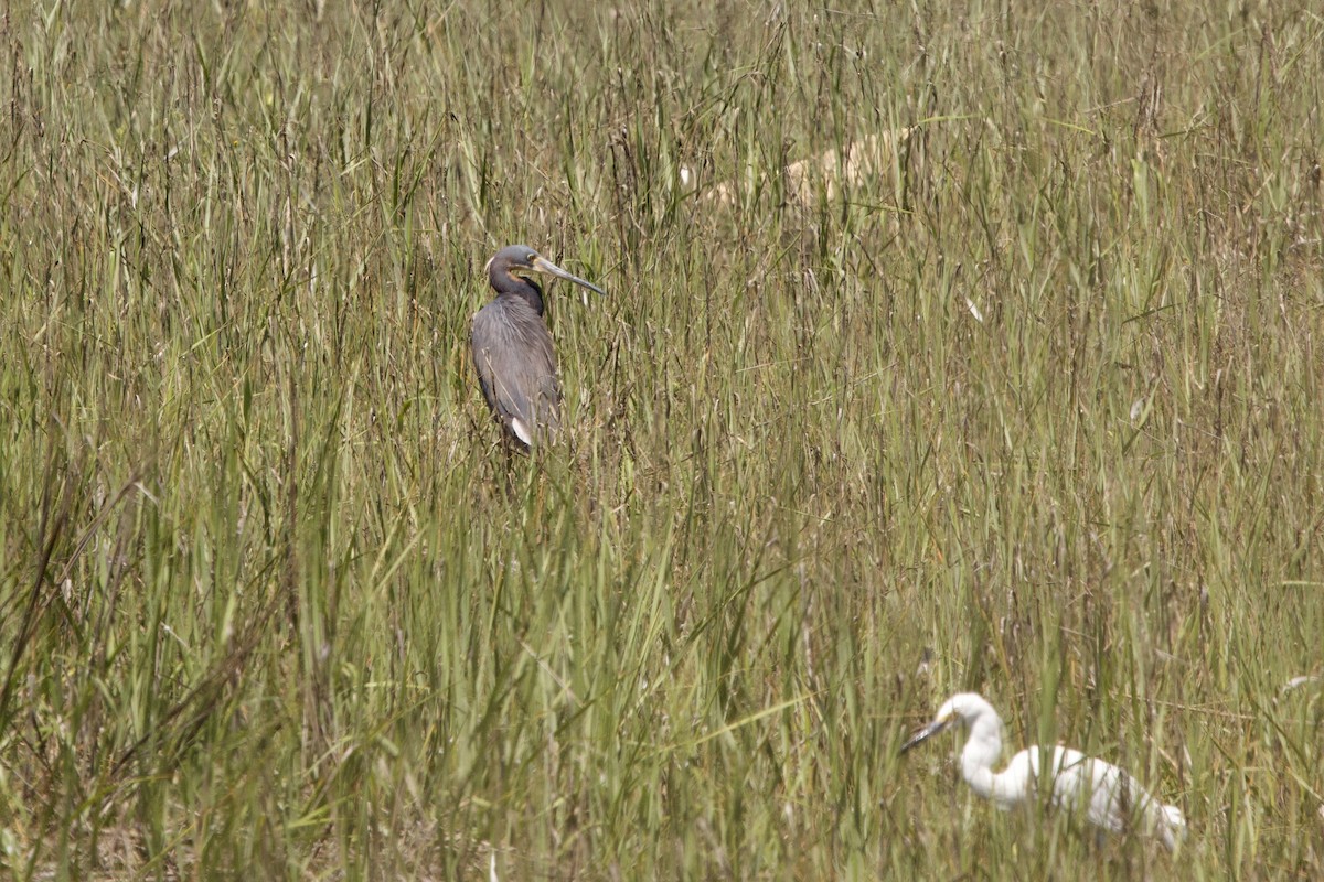 Tricolored Heron - ML620755379