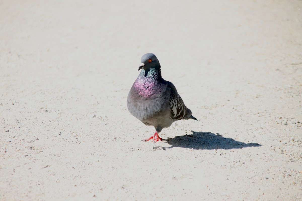 Rock Pigeon (Feral Pigeon) - ML620755385