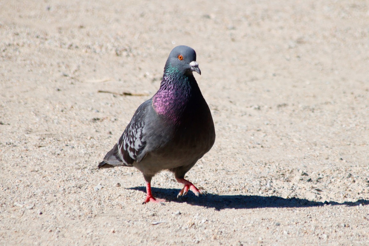 Rock Pigeon (Feral Pigeon) - ML620755386