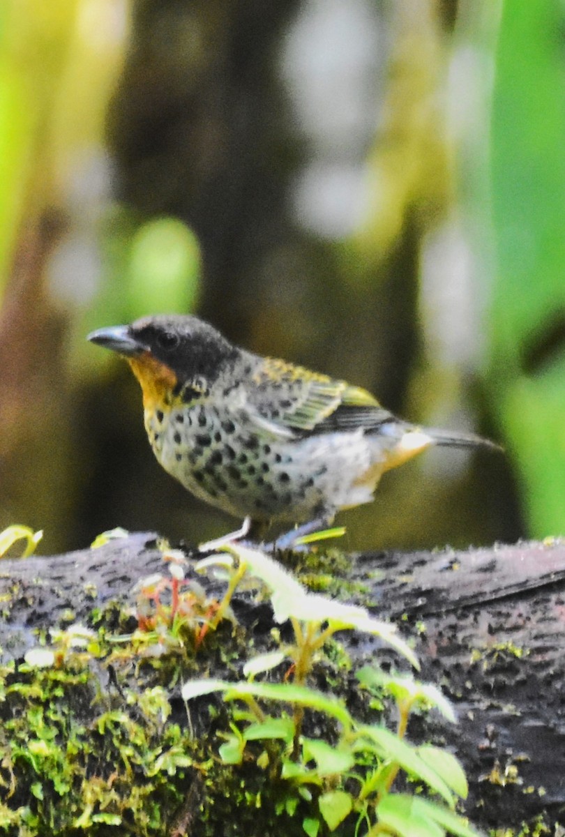 Rufous-throated Tanager - ML620755387