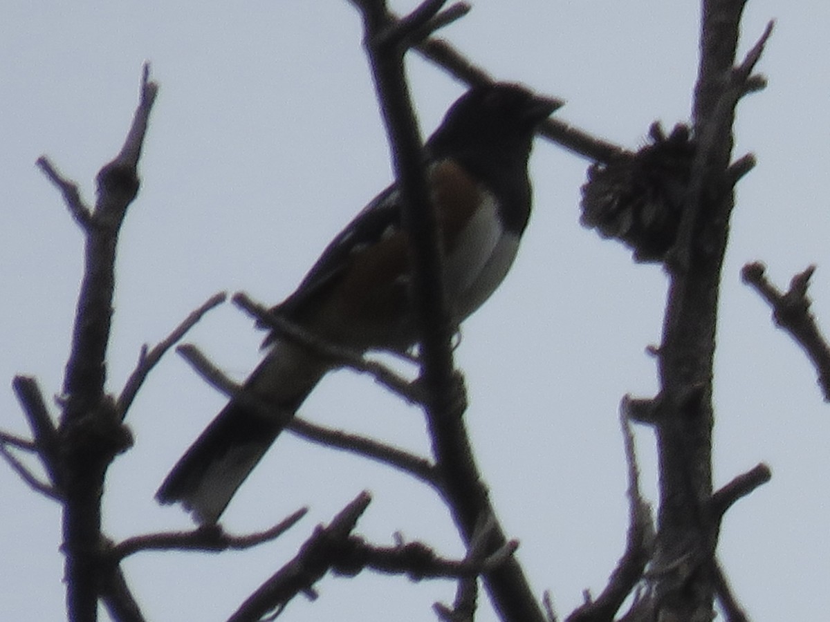 Spotted Towhee - ML620755388
