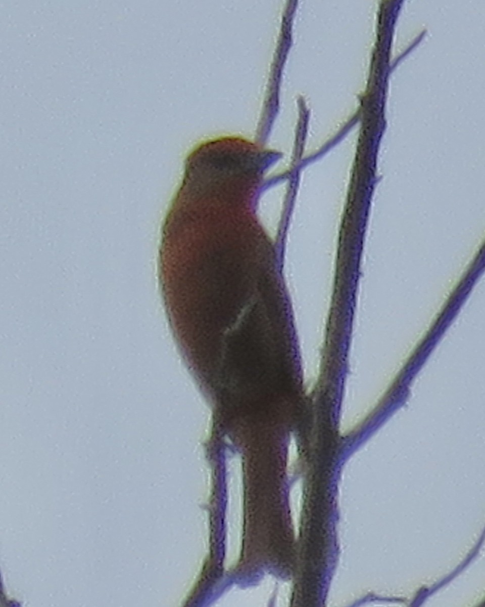 Hepatic Tanager - ML620755400