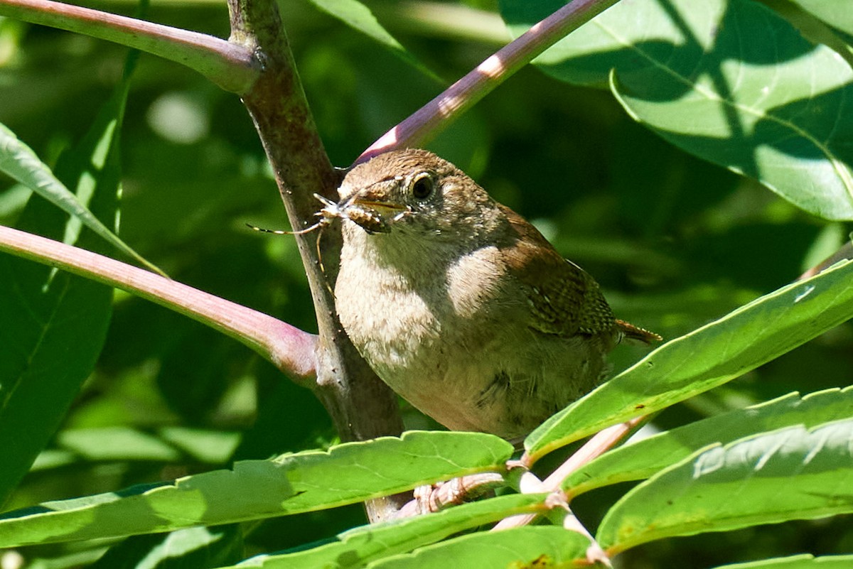 Chochín Criollo - ML620755404