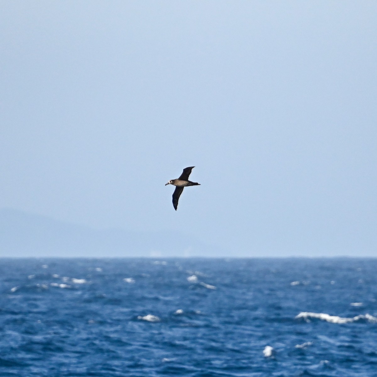 Albatros à pieds noirs - ML620755406