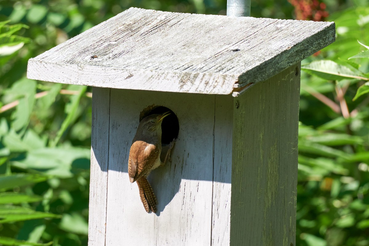 House Wren - ML620755407